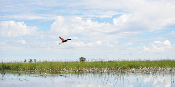 Bird flying on marsh
